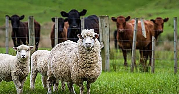 Elaine's Farms pasture