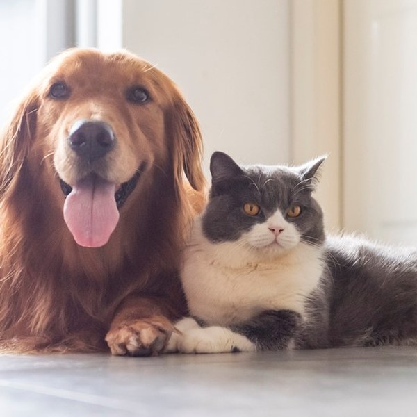 Pet Food
