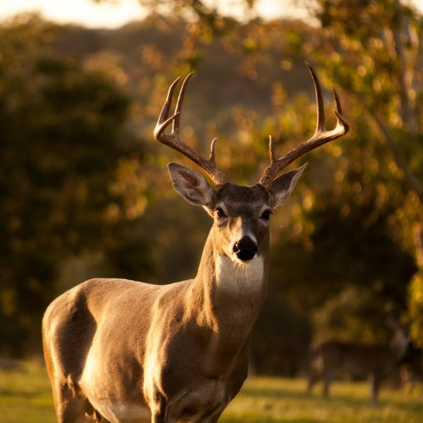 Venison